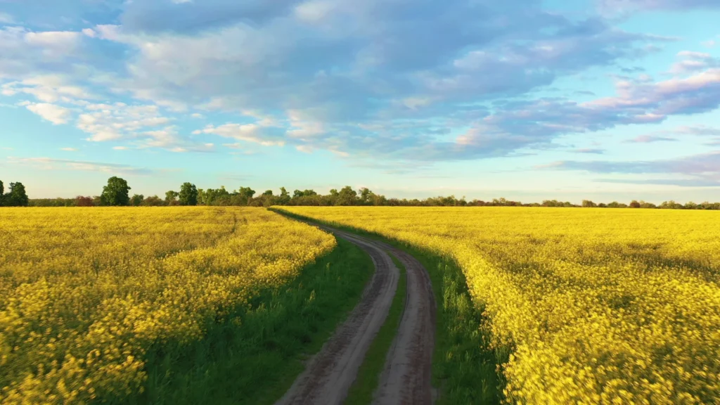 Land Litigation