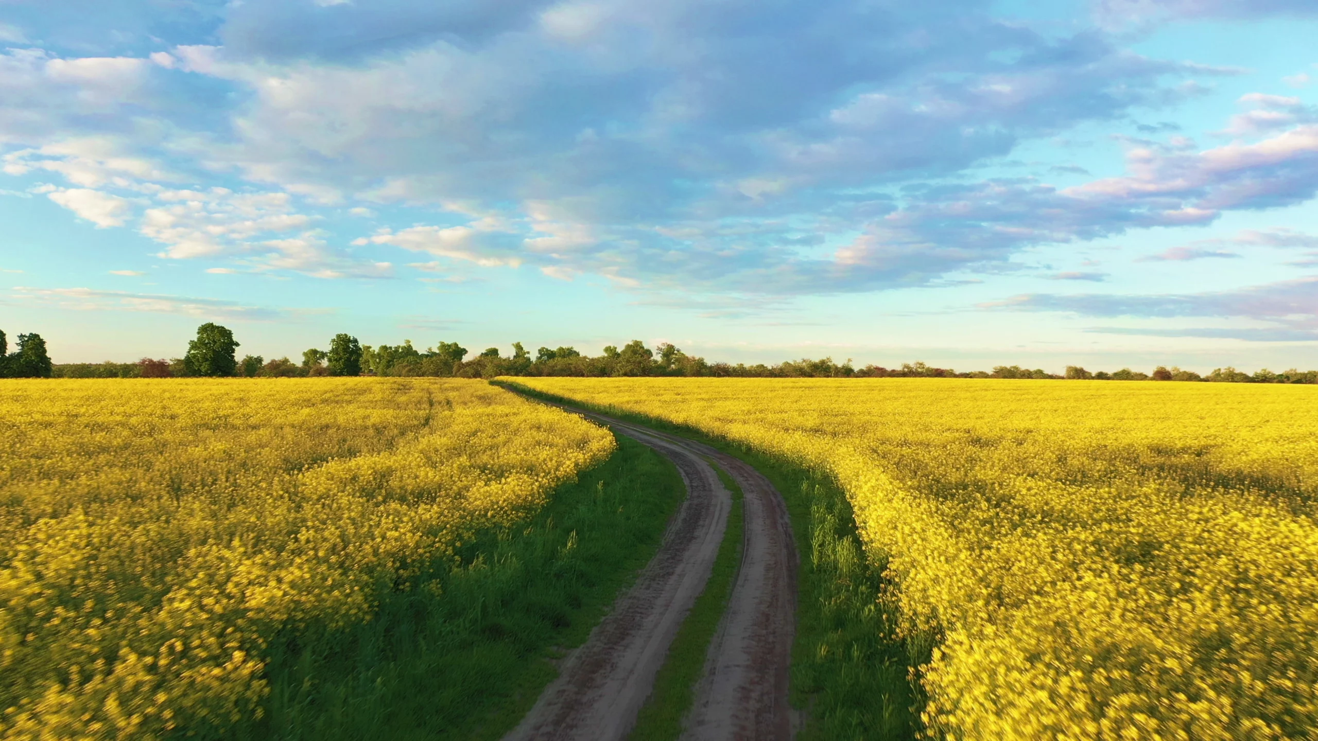 Land Litigation
